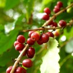 コーヒーノキの発育する環境と育ち方